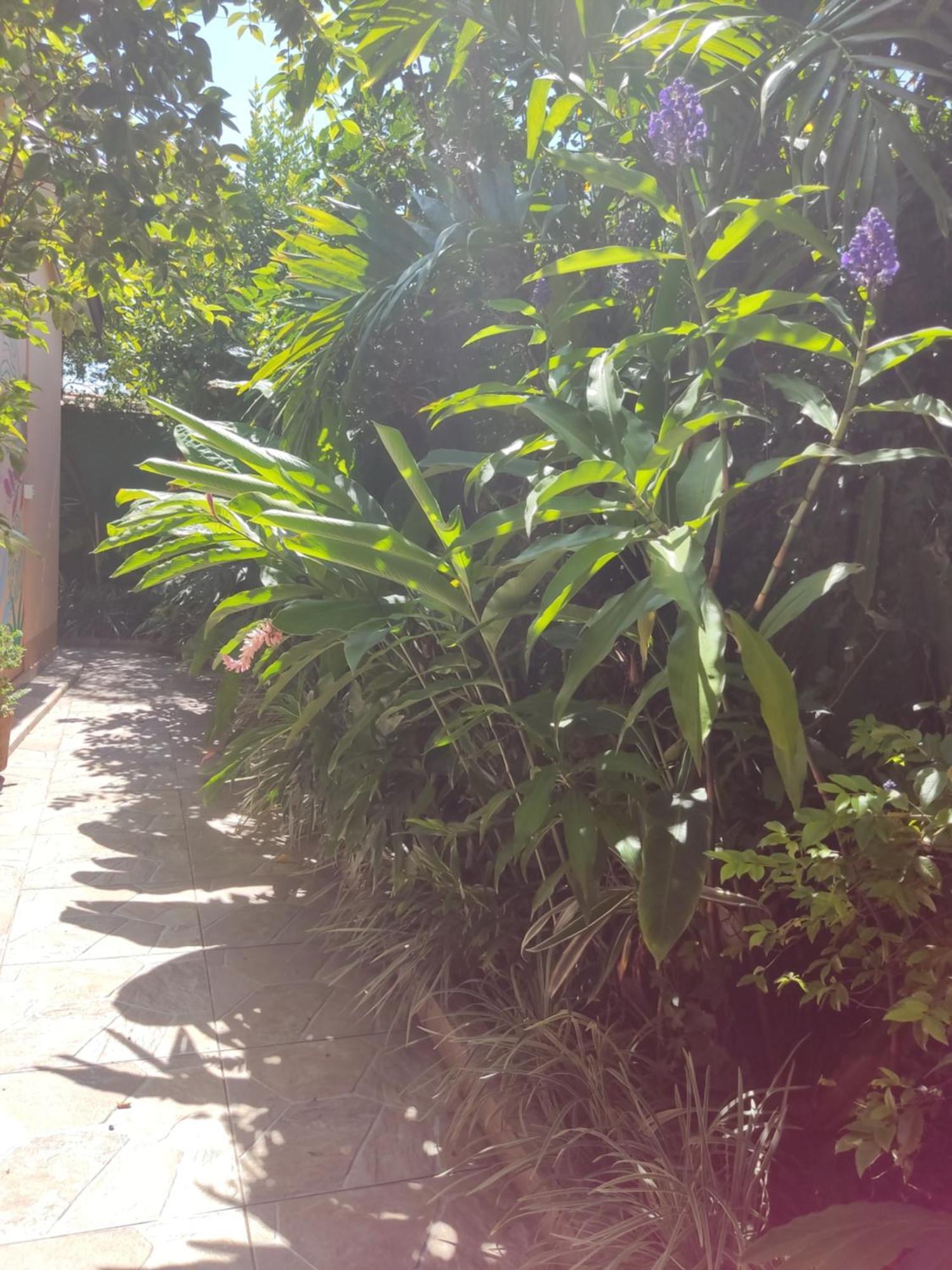 Recanto Toca das Plantas de Ilhabela I Zimmer foto